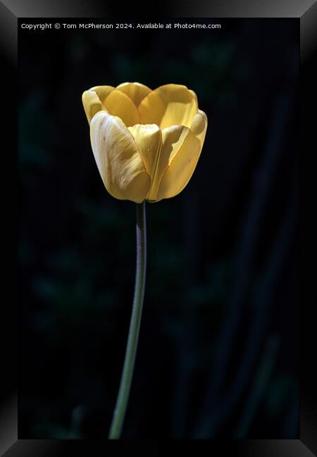 Yellow Tulip Framed Print by Tom McPherson