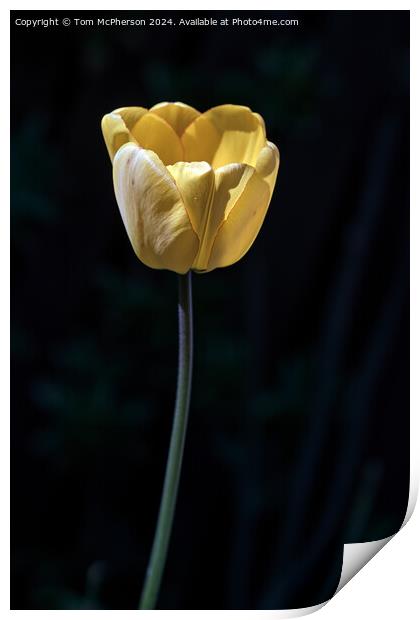 Yellow Tulip Print by Tom McPherson