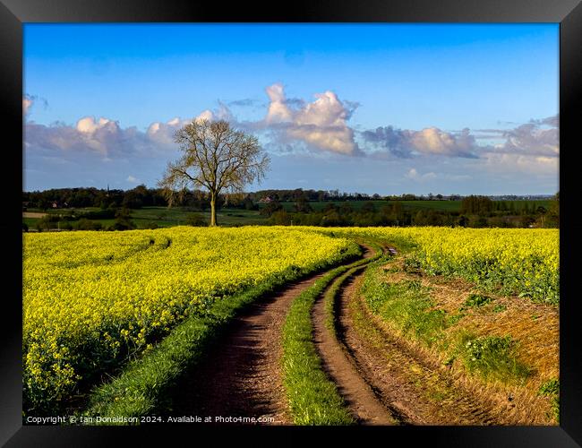 Rapeseed Framed Print by Ian Donaldson