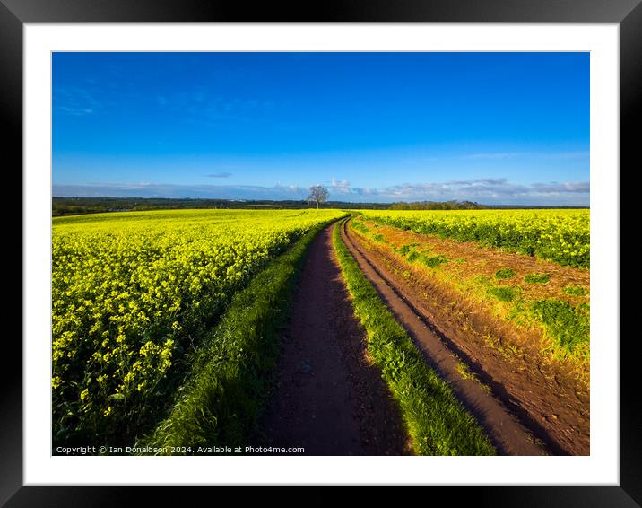 Rapeseed Framed Mounted Print by Ian Donaldson