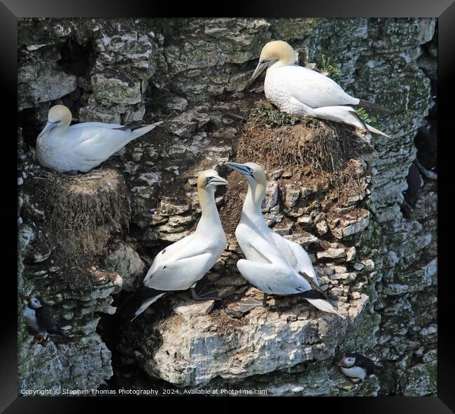 Nesting Gannets at Bempton Cliffs Framed Print by Stephen Thomas Photography 