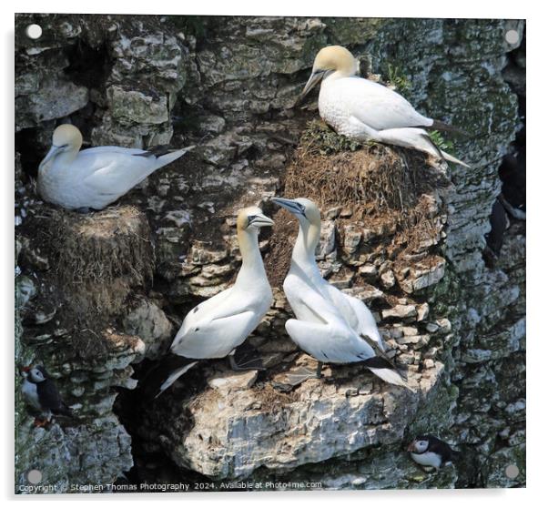 Nesting Gannets at Bempton Cliffs Acrylic by Stephen Thomas Photography 