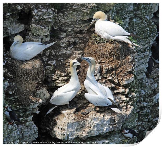 Nesting Gannets at Bempton Cliffs Print by Stephen Thomas Photography 