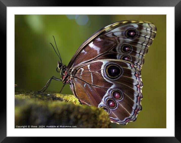 Macro Image of Beautiful Patterns on the Wing of a Blue Morpho Butterfly Framed Mounted Print by Steve 