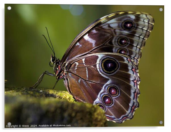 Macro Image of Beautiful Patterns on the Wing of a Blue Morpho Butterfly Acrylic by Steve 