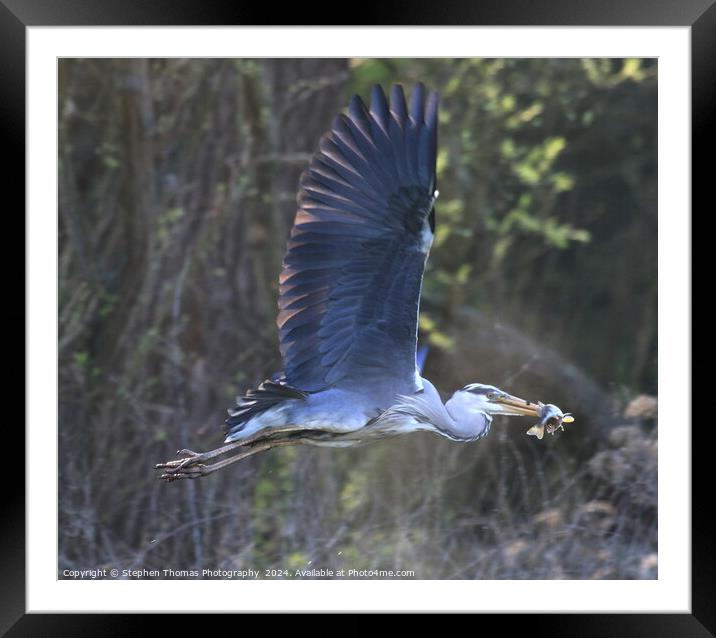 Grey Heron with a Perch flying off to feed Framed Mounted Print by Stephen Thomas Photography 