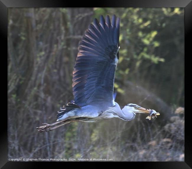 Grey Heron with a Perch flying off to feed Framed Print by Stephen Thomas Photography 