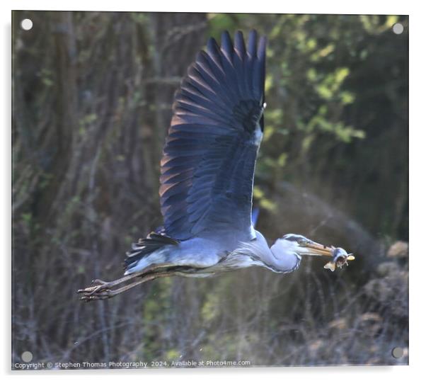 Grey Heron with a Perch flying off to feed Acrylic by Stephen Thomas Photography 