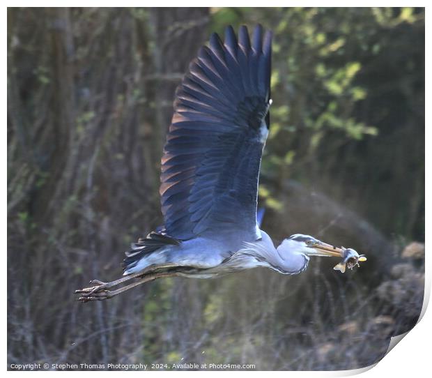 Grey Heron with a Perch flying off to feed Print by Stephen Thomas Photography 