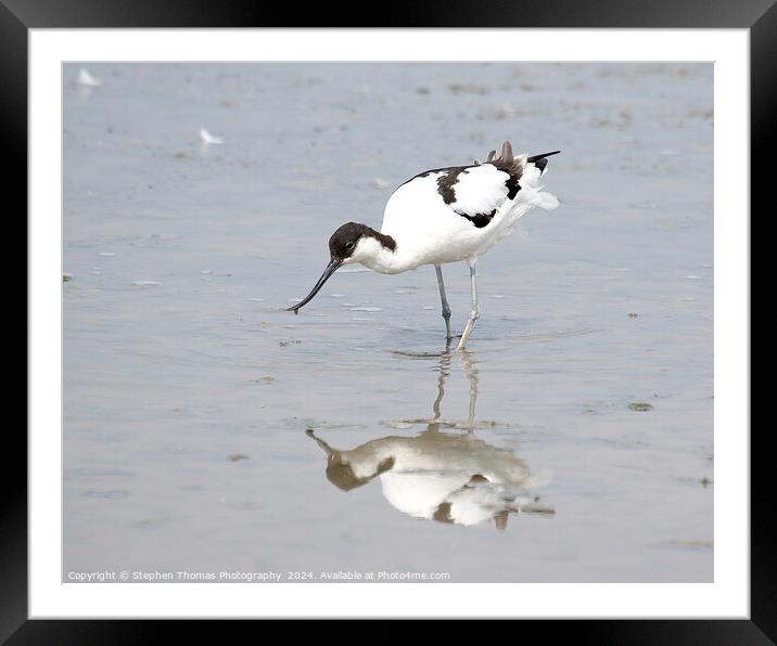 Avocet feeding in the mud Framed Mounted Print by Stephen Thomas Photography 