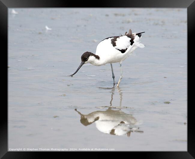 Avocet feeding in the mud Framed Print by Stephen Thomas Photography 