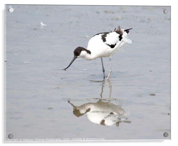 Avocet feeding in the mud Acrylic by Stephen Thomas Photography 