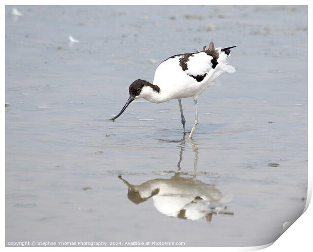 Avocet feeding in the mud Print by Stephen Thomas Photography 