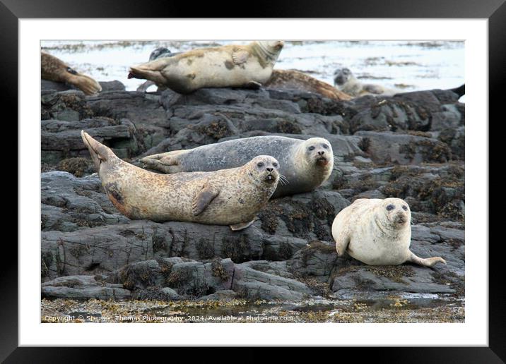 Common Seals Hauled Out On Rocks Framed Mounted Print by Stephen Thomas Photography 