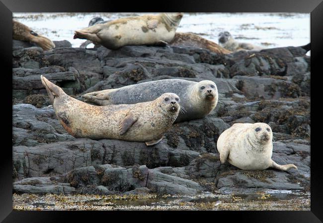Common Seals Hauled Out On Rocks Framed Print by Stephen Thomas Photography 