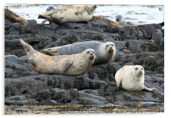 Common Seals Hauled Out On Rocks Acrylic by Stephen Thomas Photography 