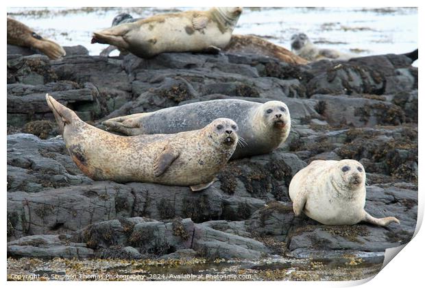 Common Seals Hauled Out On Rocks Print by Stephen Thomas Photography 