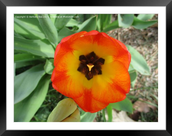 Plant flower Framed Mounted Print by Barbara Rea