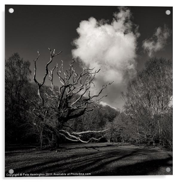 Trees in Hisley wood Acrylic by Pete Hemington