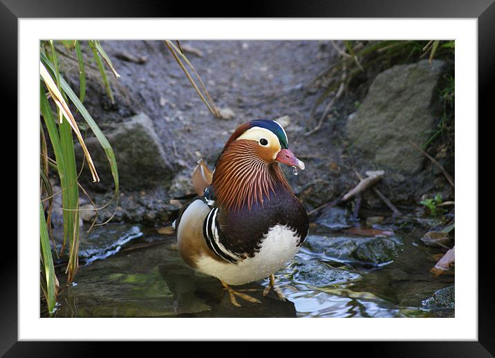 male mandarin duck at pensthorpe Framed Mounted Print by Elouera Photography