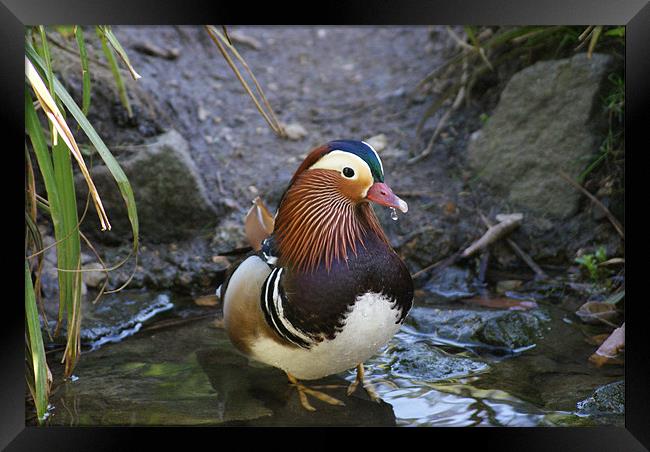 male mandarin duck at pensthorpe Framed Print by Elouera Photography