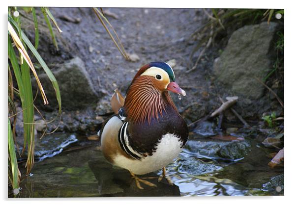 male mandarin duck at pensthorpe Acrylic by Elouera Photography
