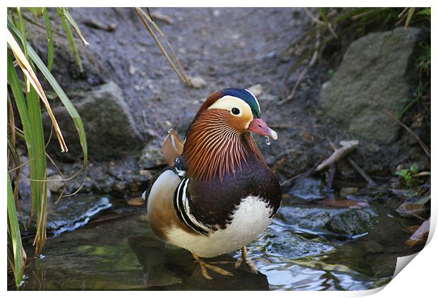 male mandarin duck at pensthorpe Print by Elouera Photography