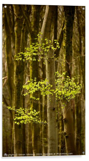 Sunlit Beech woodland  Acrylic by Simon Johnson