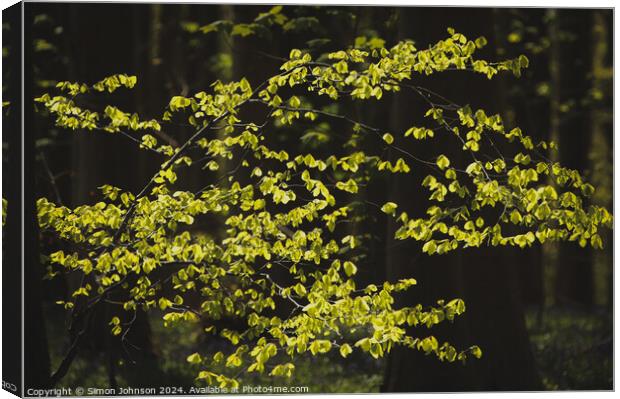 Sunlit sprit leaves  Canvas Print by Simon Johnson
