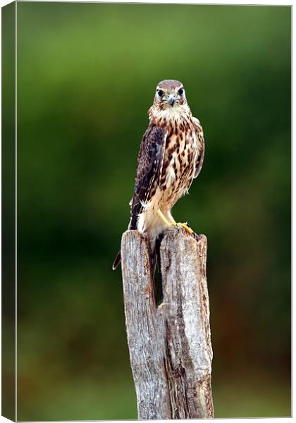 The merlin (Falco columbarius) Canvas Print by Christopher Grant