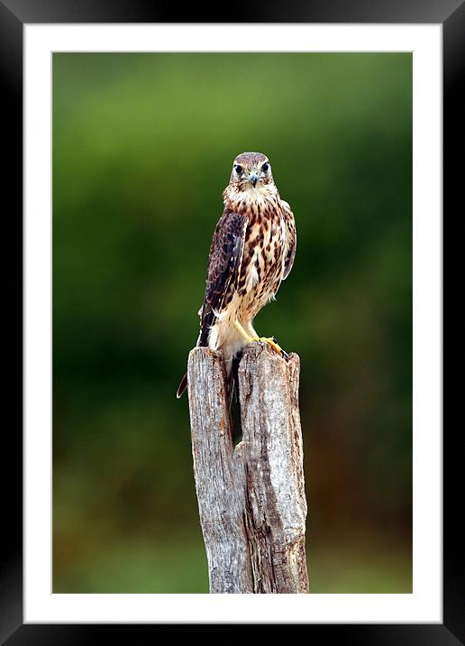 The merlin (Falco columbarius) Framed Mounted Print by Christopher Grant