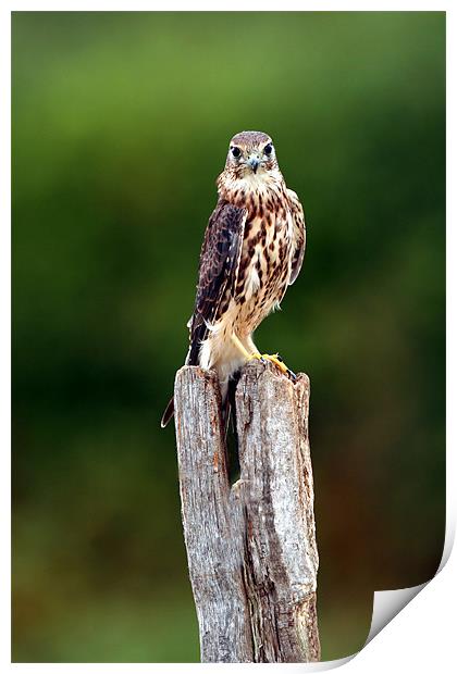 The merlin (Falco columbarius) Print by Christopher Grant