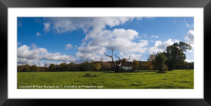 Hatfield Forest Panoramic Framed Mounted Print by Nigel Bangert