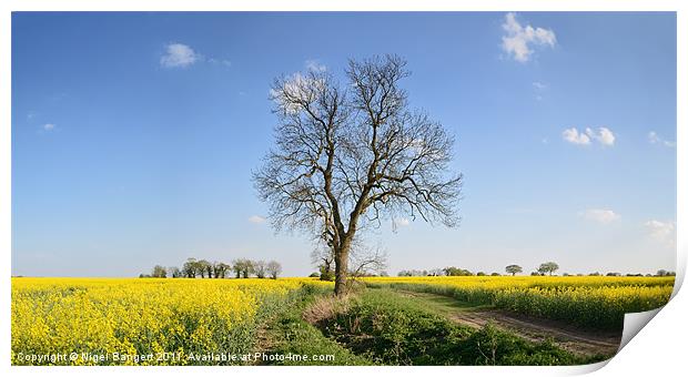 Rapeseed Field Track Print by Nigel Bangert