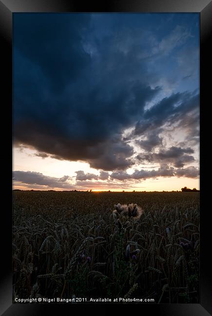 Thistle Sunset Framed Print by Nigel Bangert