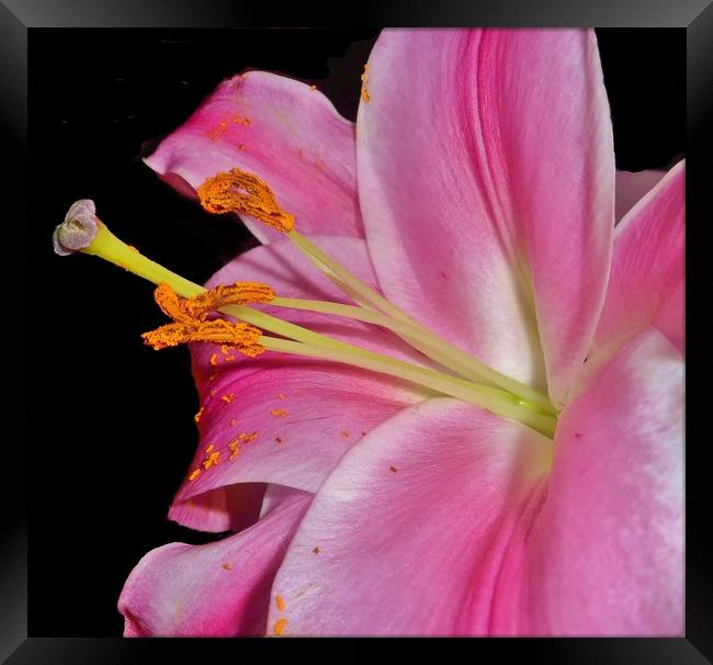 Pretty Pink Lily. Framed Print by Becky Dix