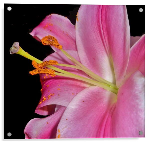 Pretty Pink Lily. Acrylic by Becky Dix