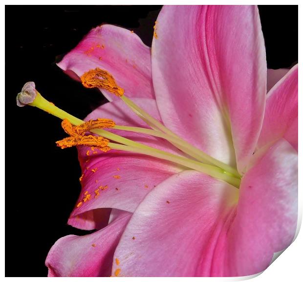 Pretty Pink Lily. Print by Becky Dix