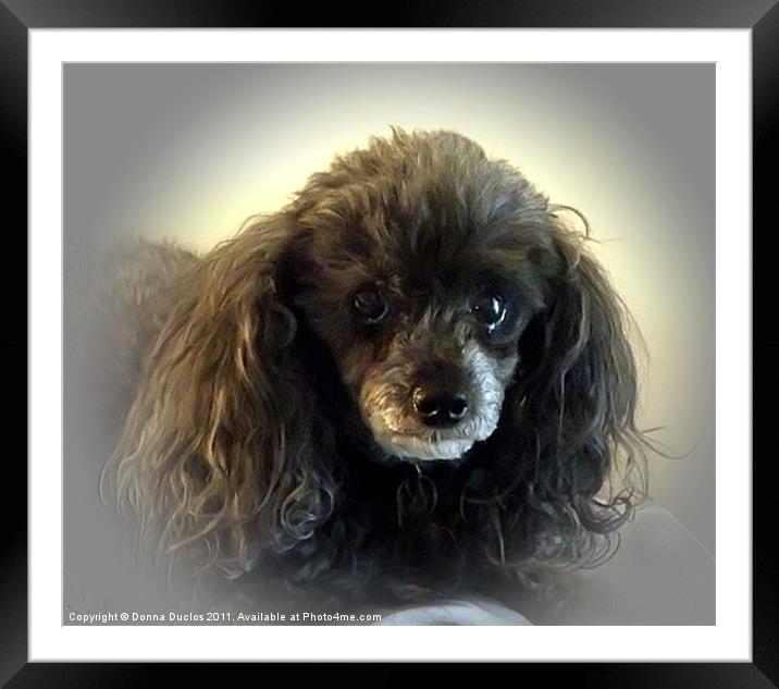 Portrait of a Poodle Framed Mounted Print by Donna Duclos