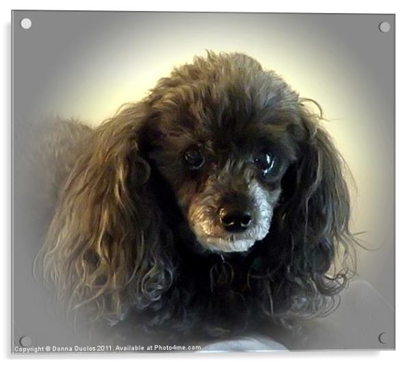 Portrait of a Poodle Acrylic by Donna Duclos