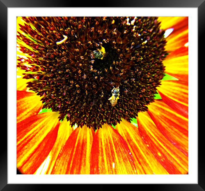 Sunflower Bloom Framed Mounted Print by Katie Anderson