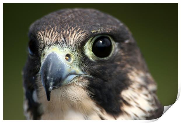 Peregrine Falcon (Falco peregrinus) Print by Christopher Grant