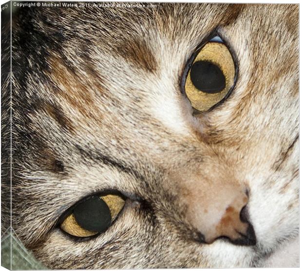 Close up Cat Eyes Canvas Print by Michael Waters Photography