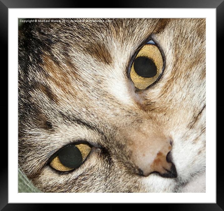 Close up Cat Eyes Framed Mounted Print by Michael Waters Photography