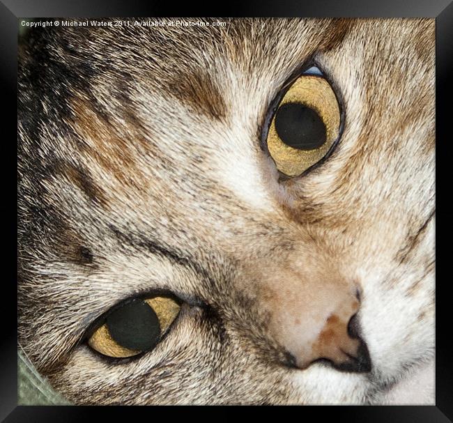 Close up Cat Eyes Framed Print by Michael Waters Photography