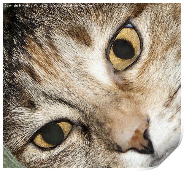 Close up Cat Eyes Print by Michael Waters Photography