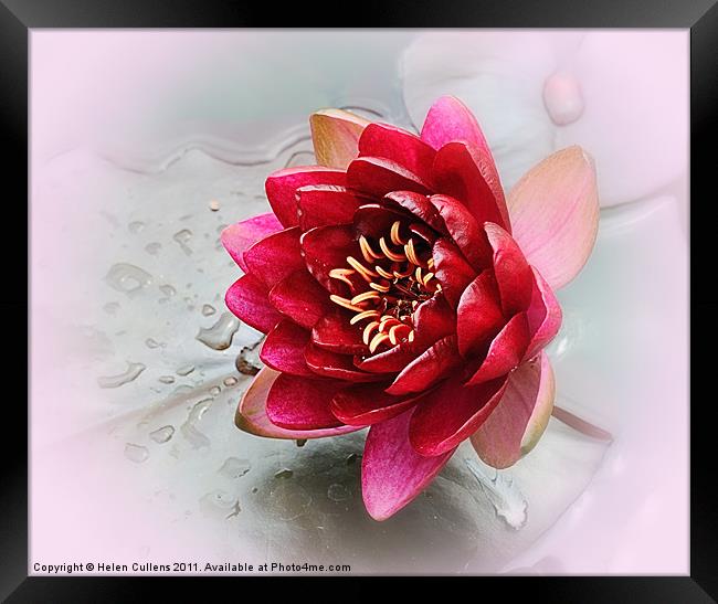 RED WATER LILY Framed Print by Helen Cullens