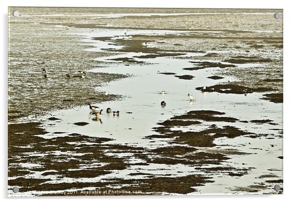 Winter Brent Geese, Strangford Lough Acrylic by Jane McIlroy