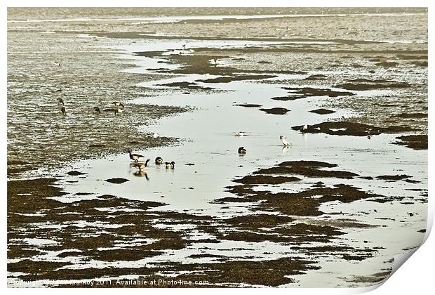 Winter Brent Geese, Strangford Lough Print by Jane McIlroy