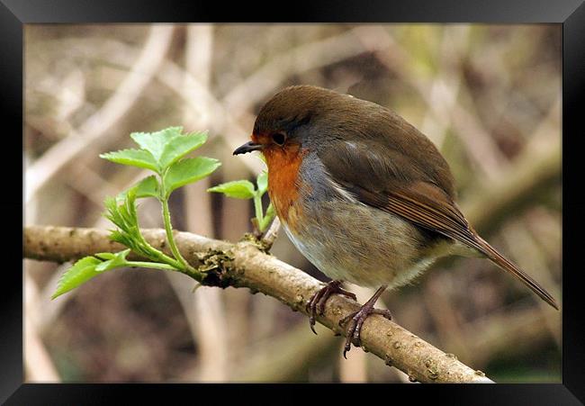 robin redbreast perched Framed Print by Elouera Photography